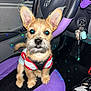beard, car_interior, car_keys, cute, dashboard, dog, ears, fur, harness, indoor, keychain, lights, pet, puppy, purple, seat_cover, sitting, small_dog, steering_wheel, vehicle