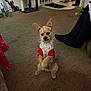 attentive, brown_fur, carpet, cat_tree, cozy, dog, ears_up, floor, furniture, home, indoor, legs, living_room, person, pet, red_clothing, relaxed, sitting, small_dog, white_harness