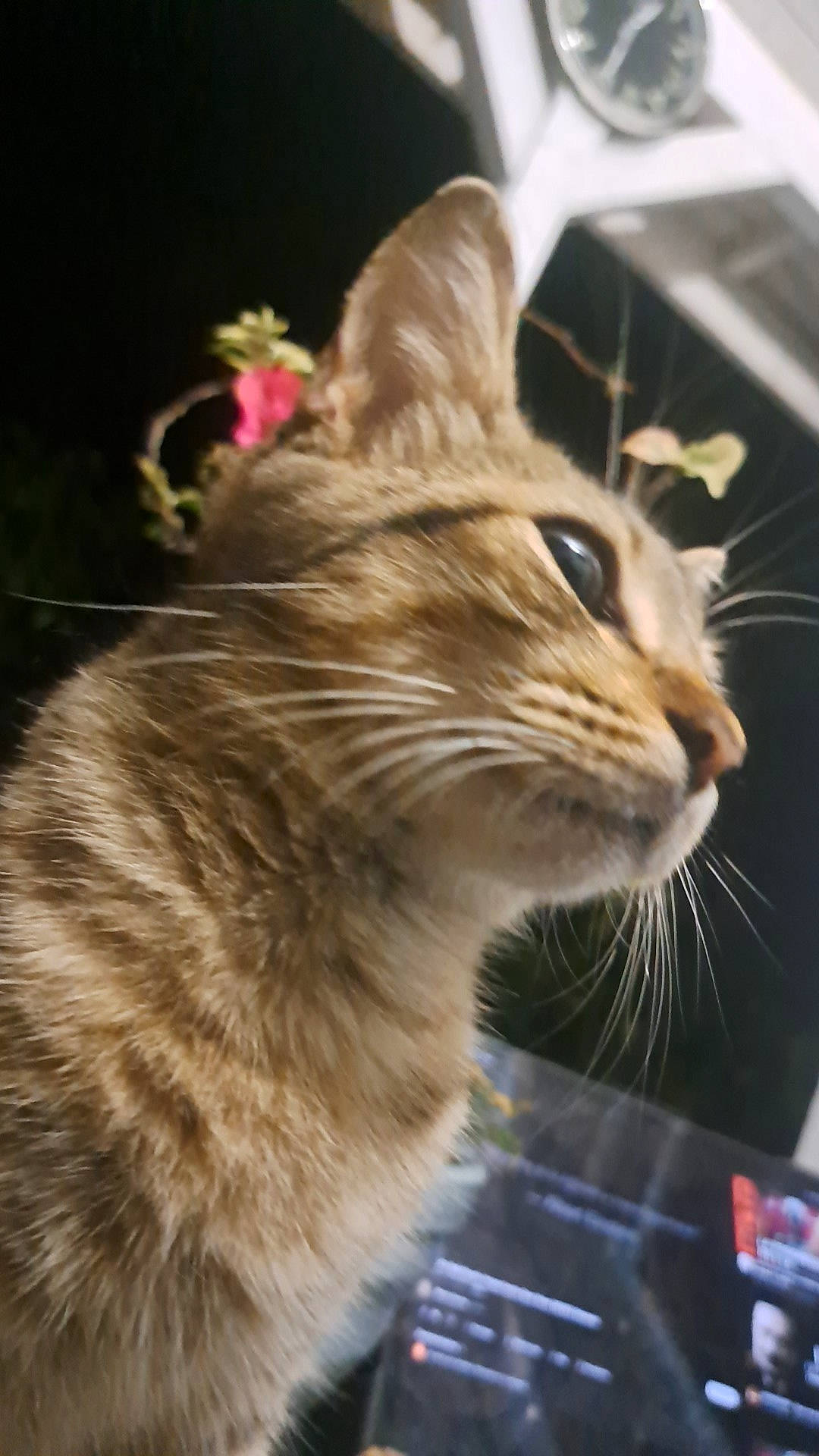 Tamy participe au concours pour gagner de l'argent avec cette photo : box, carnivore, cat, domestic_short_haired_cat, fawn, felidae, fur, houseplant, plant, small_to_medium_sized_cats, snout, tail, terrestrial_animal, tree, whiskers, wildlife, window