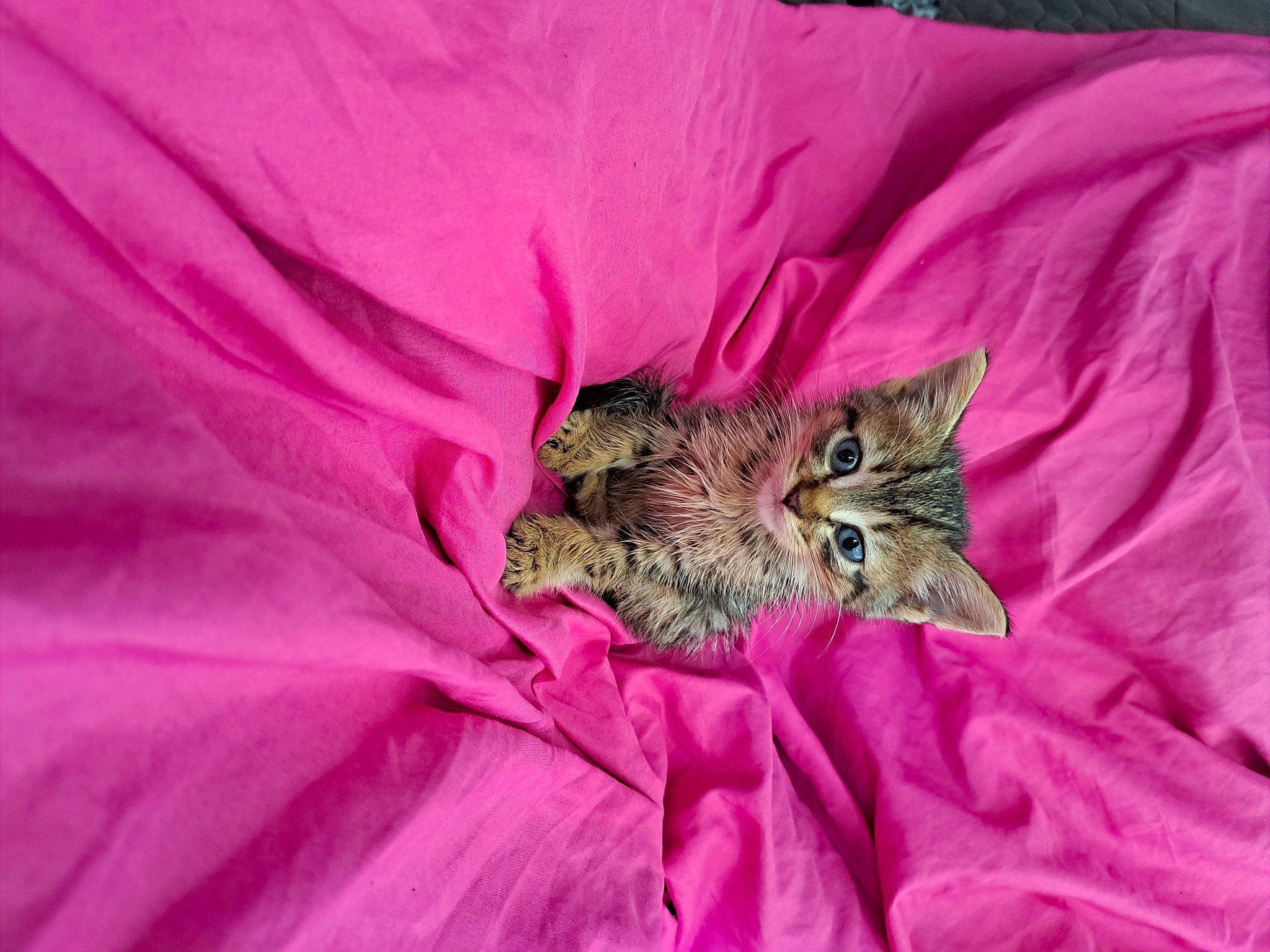 Tamy participe au concours pour gagner de l'argent avec cette photo : big_cats, carnivore, cat, close_up, comfort, domestic_short_haired_cat, fawn, felidae, flowering_plant, fur, linens, magenta, petal, pink, plant, sleeve, small_to_medium_sized_cats, terrestrial_animal, whiskers, wildlife
