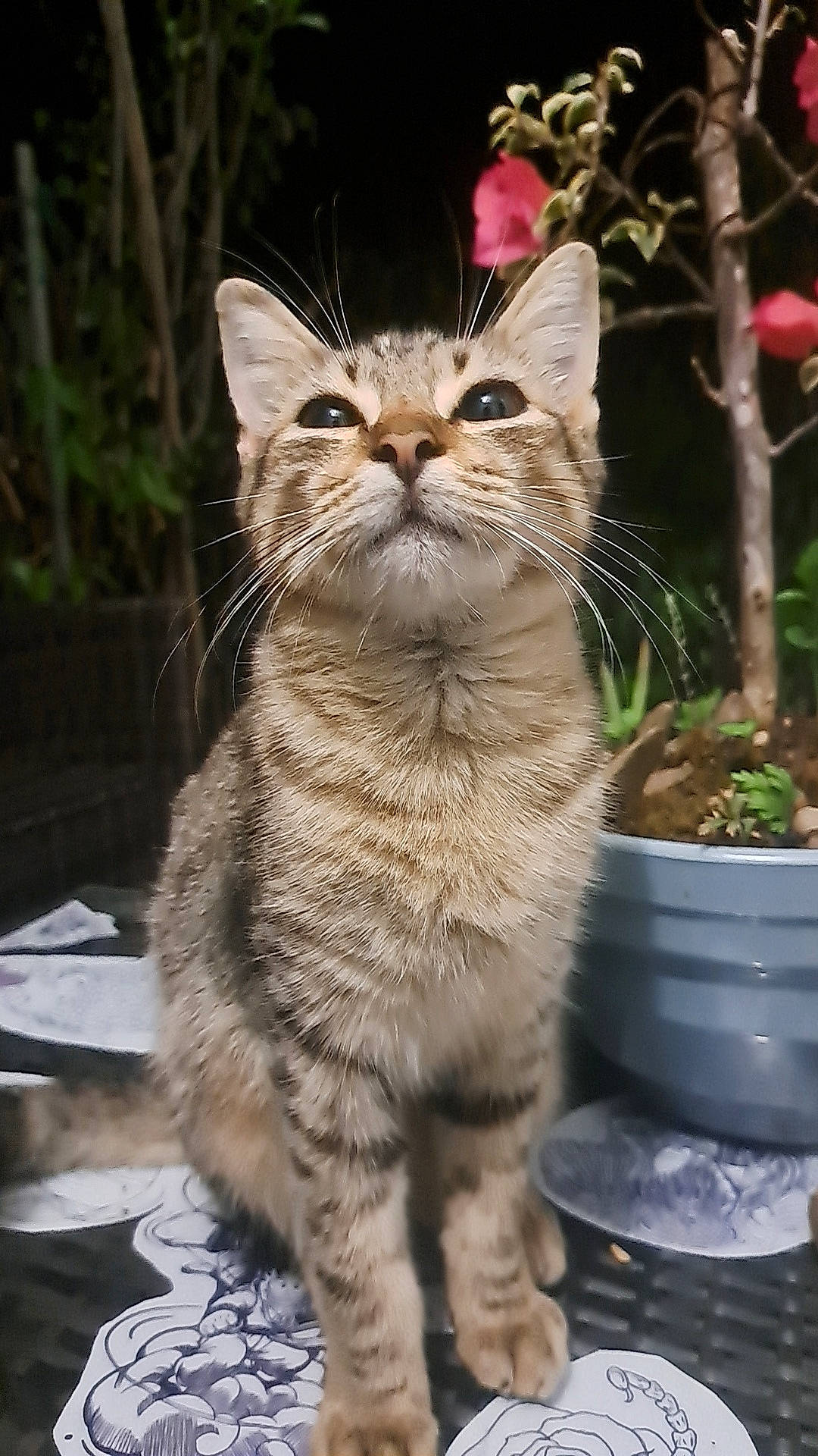 Tamy a rejoint le concours — aidez-le/la à gagner de superbes lots ! carnivore, cat, claw, domestic_short_haired_cat, fawn, felidae, flowerpot, fur, grass, houseplant, paw, plant, sitting, small_to_medium_sized_cats, snout, tail, terrestrial_animal, whiskers, wildlife, window