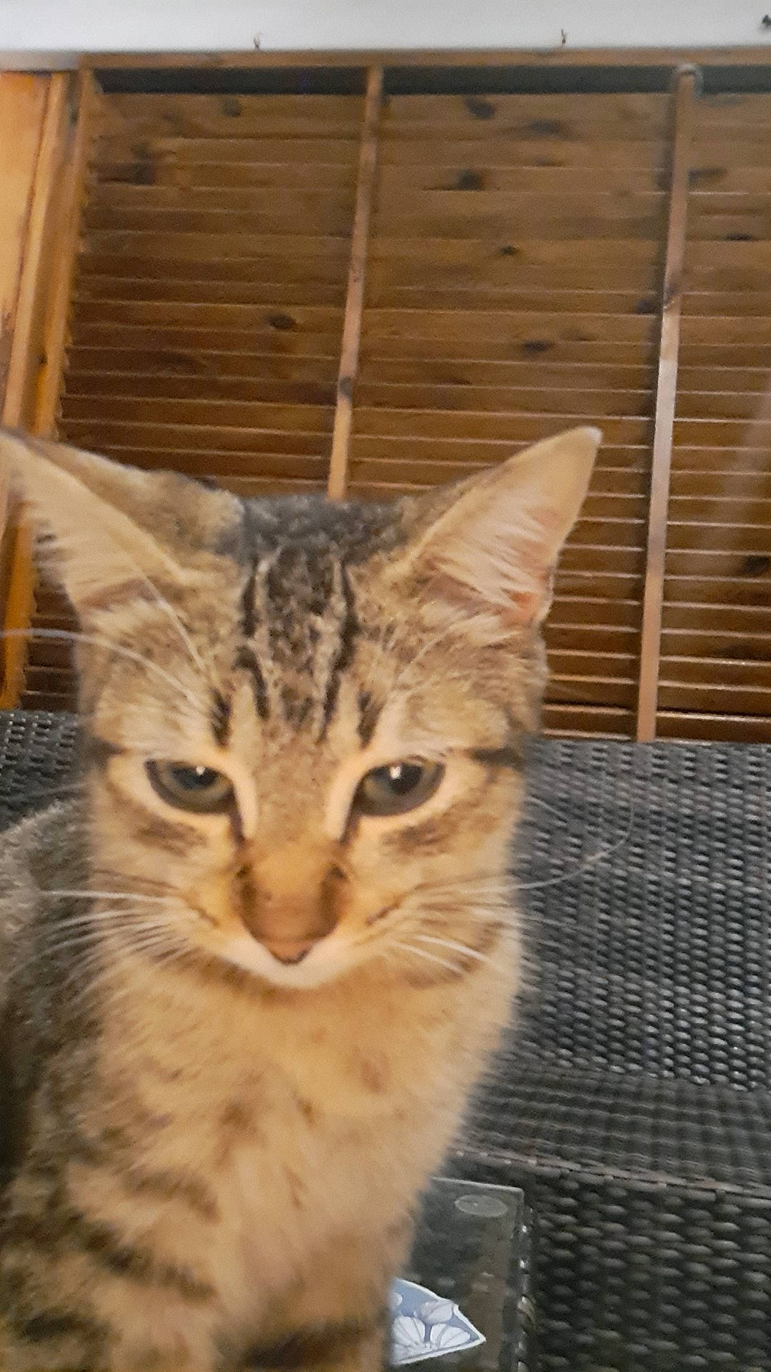 Tamy participe au concours pour gagner de l'argent avec cette photo : animal_shelter, carnivore, cat, claw, domestic_short_haired_cat, door, felidae, fur, paw, small_to_medium_sized_cats, snout, tail, terrestrial_animal, tree, whiskers, wildlife, window, wood