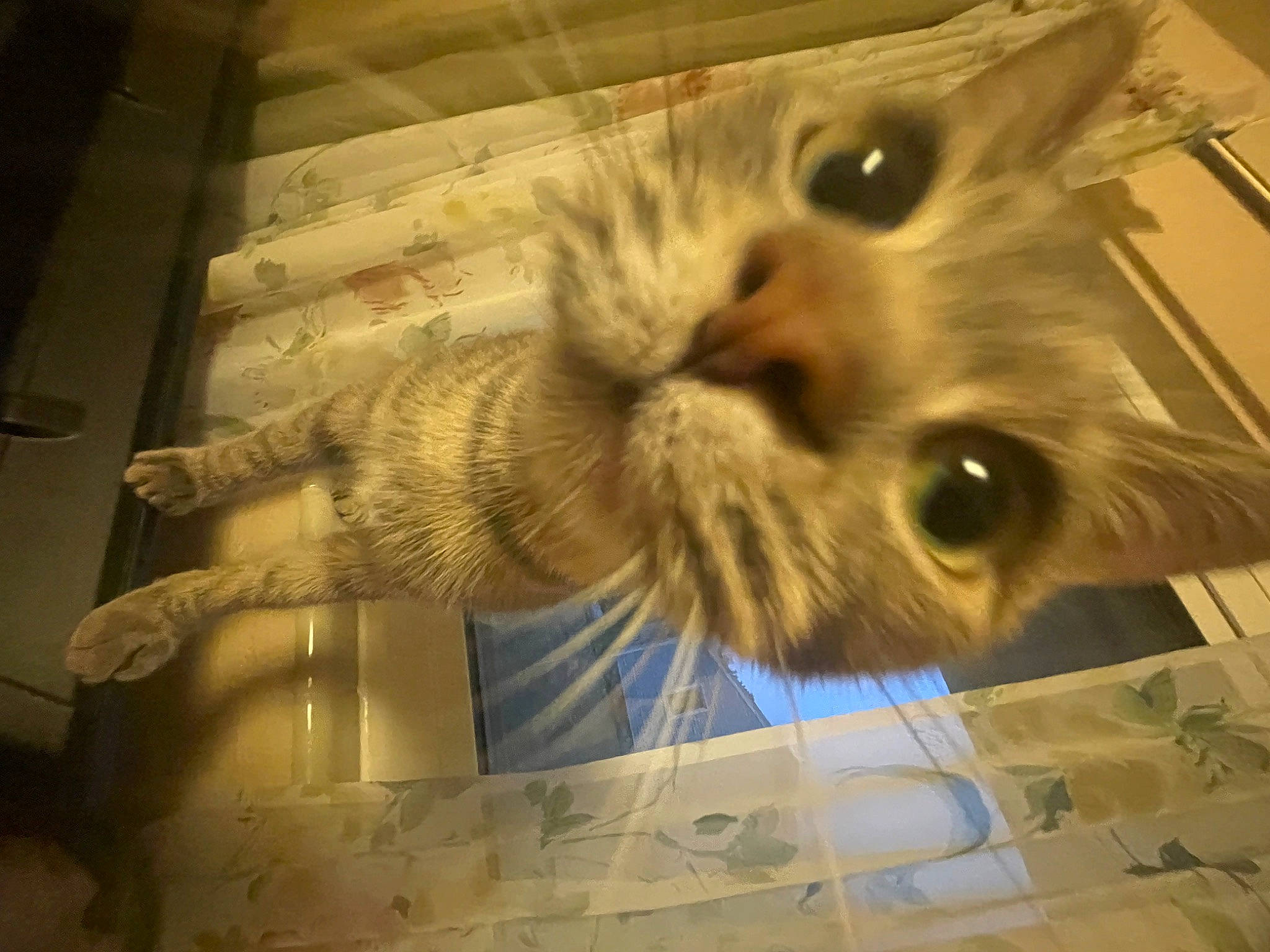 Clementine joined the competition — help win amazing prizes! art, cardboard, carnivore, cat, claw, domestic_short_haired_cat, ear, fawn, felidae, flooring, fur, paper_product, paw, room, small_to_medium_sized_cats, snout, tail, visual_arts, whiskers, wood