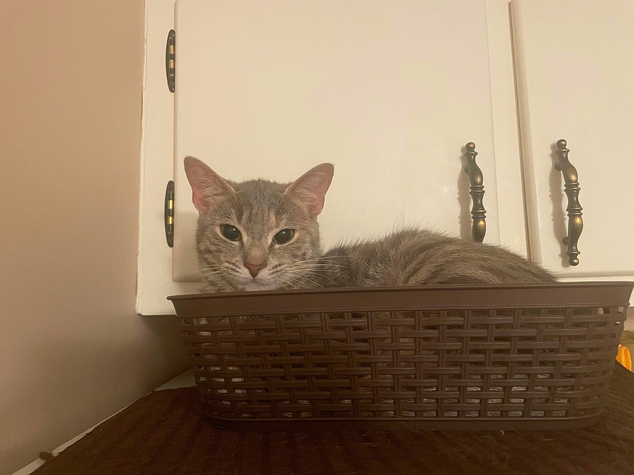 Clementine is registered to the contest to win money with this photo: art, carnivore, cat, comfort, domestic_short_haired_cat, fawn, felidae, floor, flooring, fur, grey, hardwood, paper_product, rectangle, room, sculpture, small_to_medium_sized_cats, tail, whiskers, wood