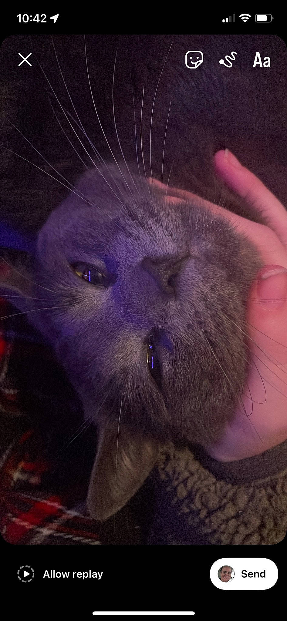 Pyro is registered to the contest to win money with this photo: carnivore, cat, cloud, domestic_short_haired_cat, electric_blue, felidae, fur, paw, russian_blue, sky, small_to_medium_sized_cats, snout, terrestrial_animal, whiskers