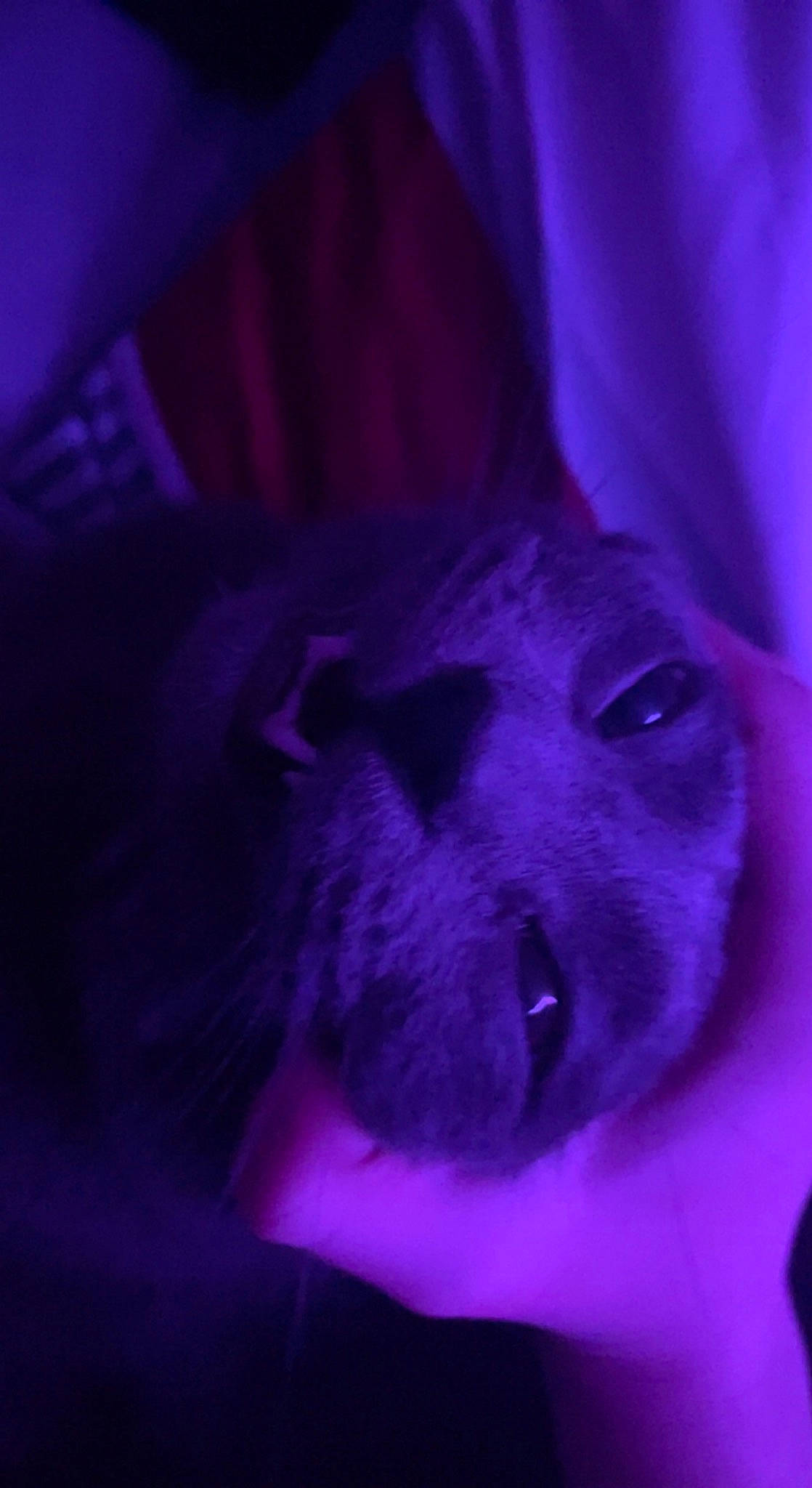 Pyro joined the competition — help win amazing prizes! canidae, darkness, dog_breed, ear, electric_blue, eyebrow, fawn, felidae, flesh, fur, human_body, jaw, magenta, petal, purple, selfie, small_to_medium_sized_cats, snout, violet, whiskers