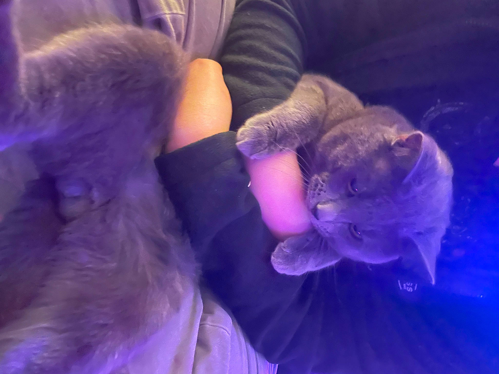 Pyro is registered to the contest to win money with this photo: child, companion_dog, electric_blue, fashion_accessory, fur, gesture, glove, magenta, medical_glove, nail, plush, purple, stuffed_toy, toy, violet