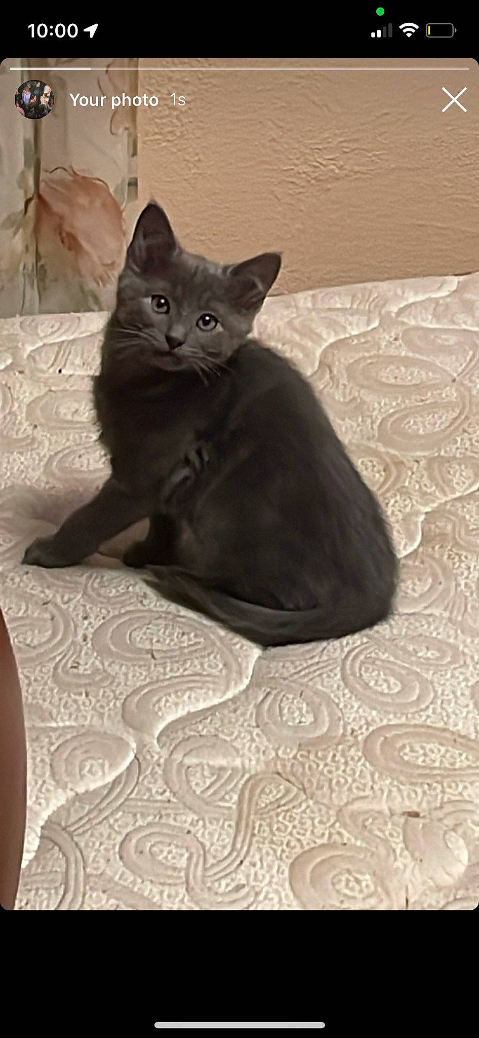 Lg And Buddy joined the competition — help win amazing prizes! black_cat, carnivore, cat, comfort, domestic_short_haired_cat, felidae, flooring, fur, grey, sculpture, sitting, small_to_medium_sized_cats, snout, tail, terrestrial_animal, whiskers