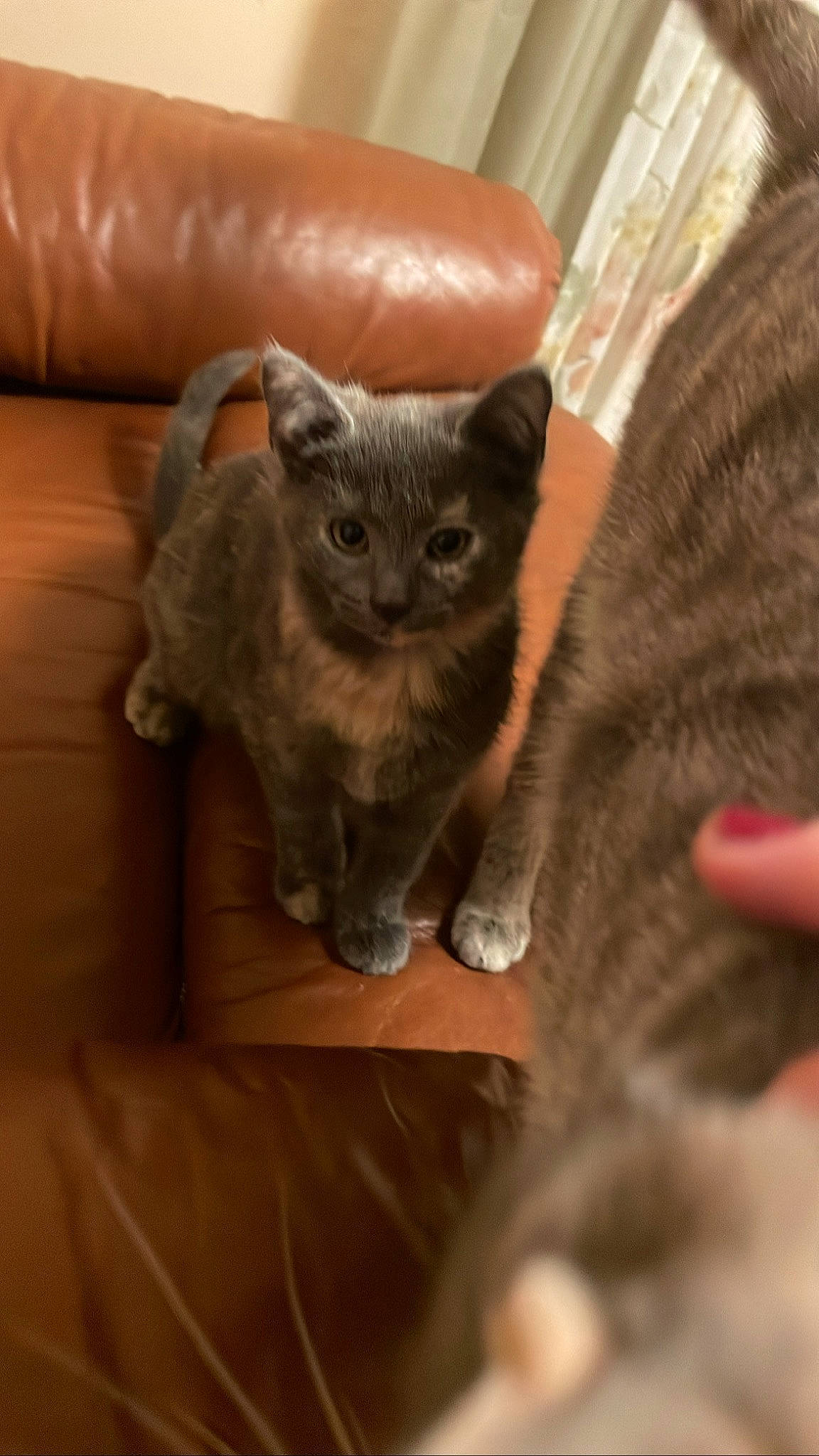 Lg And Buddy is registered to the contest to win money with this photo: black_cat, carnivore, cat, cat_supply, chartreux, claw, comfort, couch, domestic_short_haired_cat, fawn, felidae, fur, grey, paw, russian_blue, small_to_medium_sized_cats, snout, tail, whiskers, wood