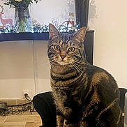 Edward participe au concours pour gagner de l'argent avec cette photo : animal, cat, chair, cozy, curious, decor, ears, eyes, fairy_lights, feline, flower_vase, flowers, home, indoor, pet, sitting, striped, tabby, whiskers, wooden_floor