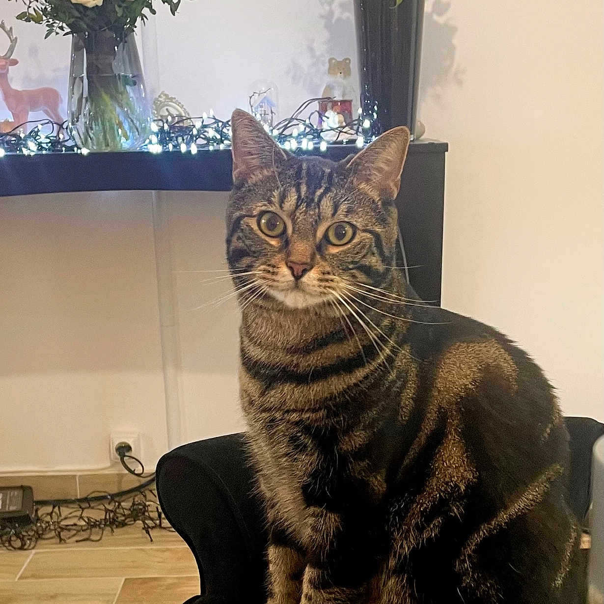 Edward participe au concours pour gagner de l'argent avec cette photo : animal, cat, chair, cozy, curious, decor, ears, eyes, fairy_lights, feline, flower_vase, flowers, home, indoor, pet, sitting, striped, tabby, whiskers, wooden_floor