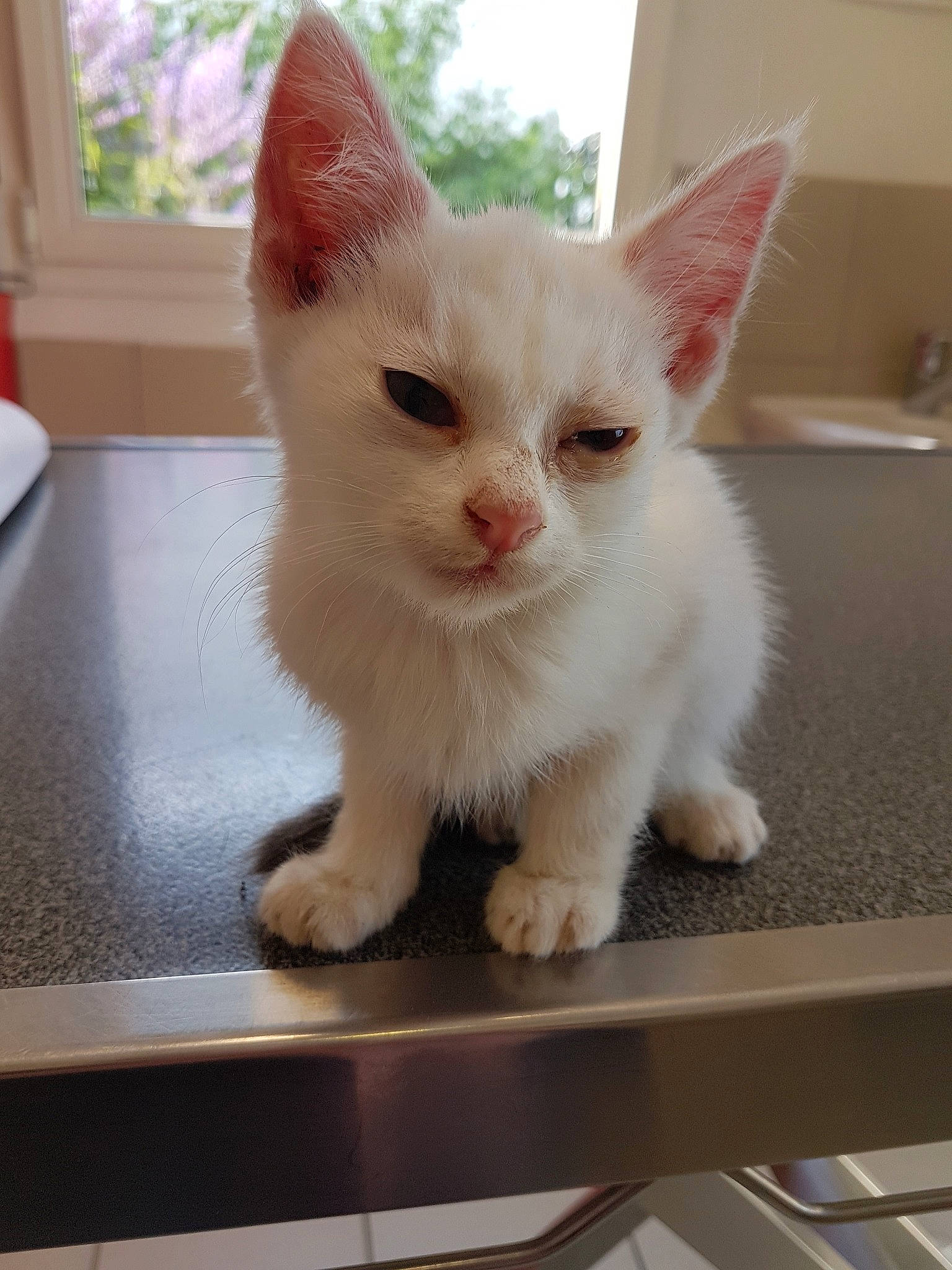 Opy participe au concours pour gagner de l'argent avec cette photo : aegean_cat, burmilla, cat, cat_like_mammal, domestic_short_haired_cat, khao_manee, kitten, munchkin, person, small_to_medium_sized_cats, snout, turkish_van, whiskers