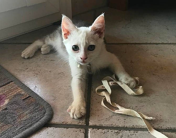 Opy a rejoint le concours — aidez-le/la à gagner de superbes lots ! aegean_cat, cat, cat_like_mammal, domestic_short_haired_cat, european_shorthair, fauna, khao_manee, kitten, person, small_to_medium_sized_cats, turkish_angora, turkish_van, whiskers