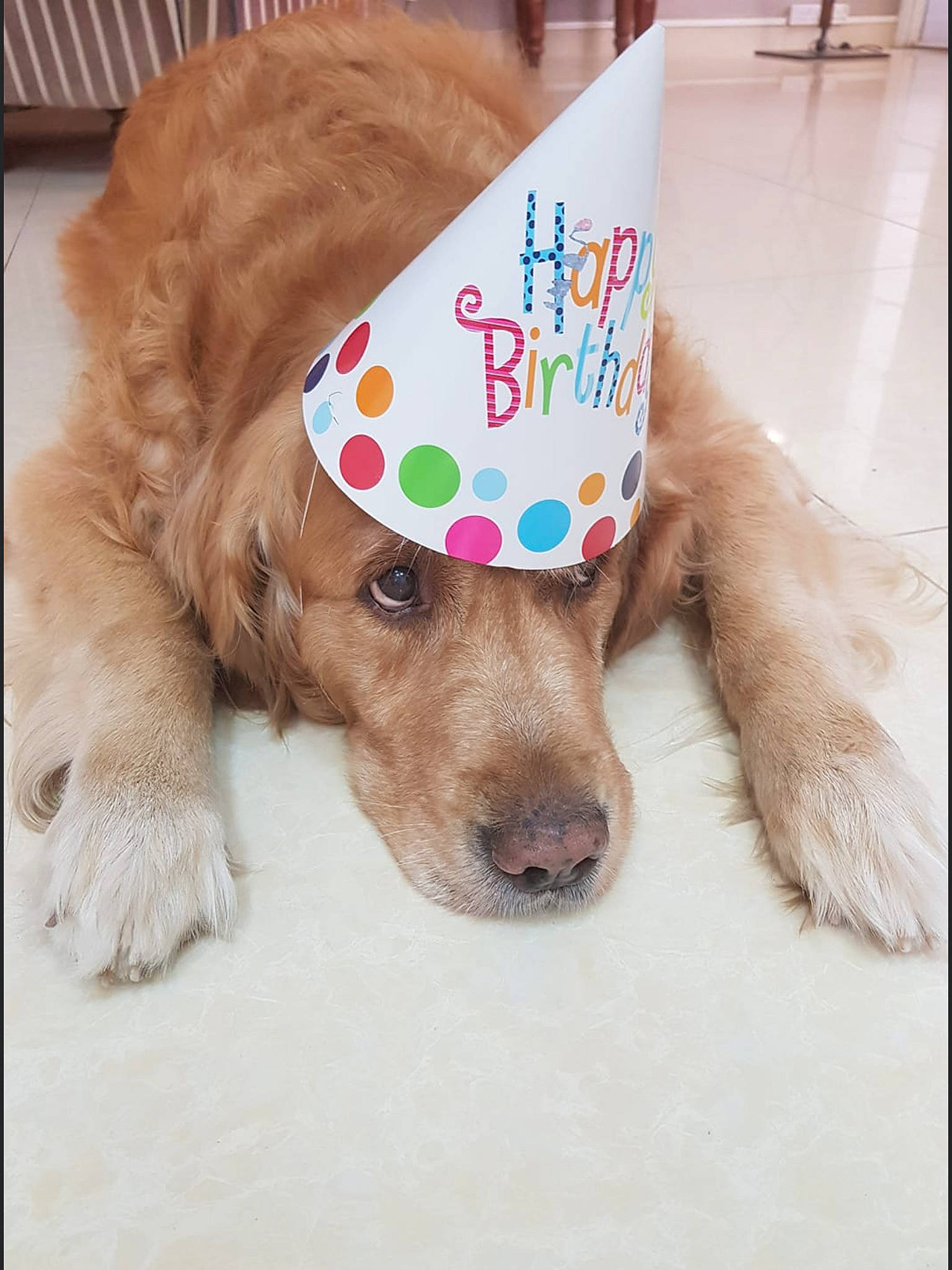 Dexter is registered to the contest to win money with this photo: american_cocker_spaniel, birthday, canidae, carnivore, cocker_spaniel, companion_dog, dog, dog_breed, dog_toy, ear, english_cocker_spaniel, golden_retriever, party_hat, party_supply, paw, puppy, puppy_love, retriever, spaniel, sporting_group
