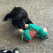 Stormy joined the competition — help win amazing prizes! black_puppy, dog, carpet, indoor, plush_toy, playful, chewing, animal, pet, toy, watching, muzzle, fur, cute, companion, friendship, relaxed, home, floor, texture