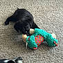 black_puppy, dog, carpet, indoor, plush_toy, playful, chewing, animal, pet, toy, watching, muzzle, fur, cute, companion, friendship, relaxed, home, floor, texture