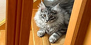Vegas a rejoint le concours — aidez-le/la à gagner de superbes lots ! animal, cat, curious, cute, feline, fluffy, fur, gray_cat, home, indoor, kitten, paw, pet, resting, stairs, tabby, whiskers, wooden_railings, wooden_stairs, young_cat