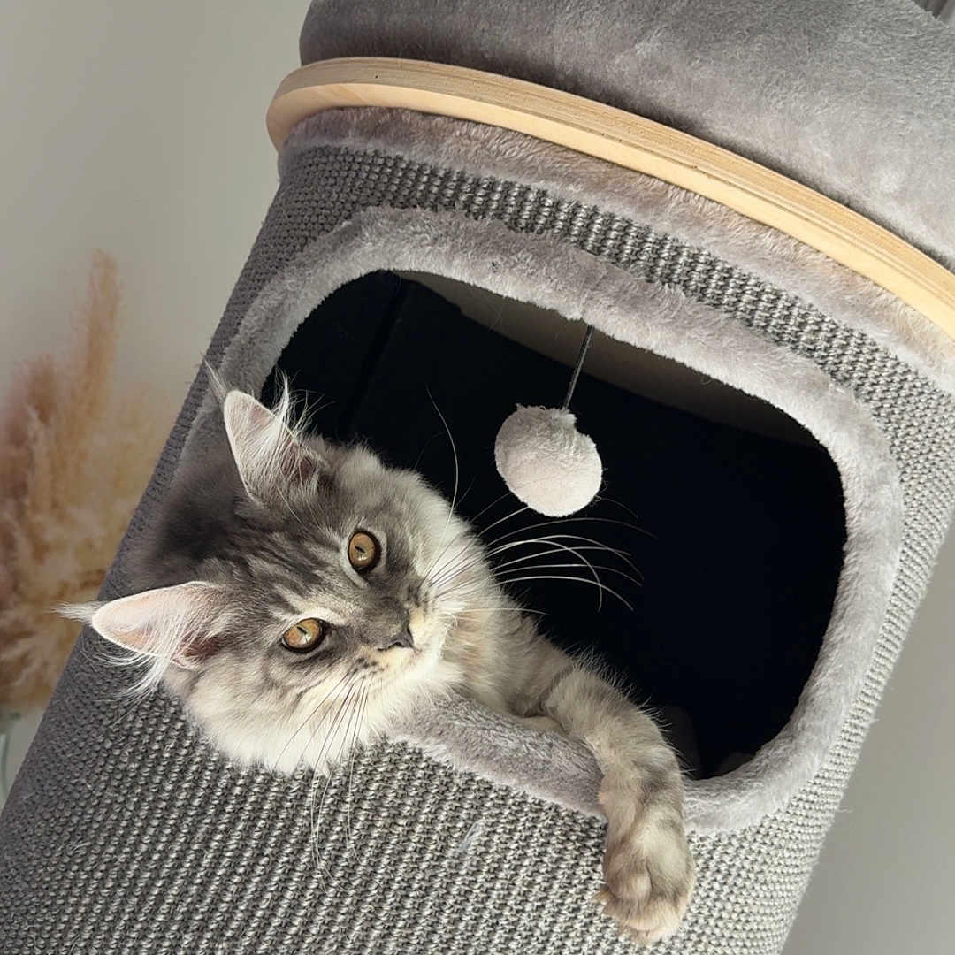 Vegas a rejoint le concours — aidez-le/la à gagner de superbes lots ! amber_eyes, animal, cat, cat_tower, comfortable, cozy, curious, feline, fluffy, gray_cat, home, indoor, paw, pet, pet_accessory, pom_pom, relaxed, resting, soft_texture, toy