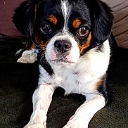 Sybel a rejoint le concours — aidez-le/la à gagner de superbes lots ! puppy, dog, tricolor, cute, pet, animal, lying_down, front_paws, fur, black, white, brown, indoor, closeup, portrait, looking_at_camera, soft_lighting, cozy, adorable, young_dog