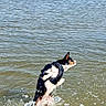 Sybel a rejoint le concours — aidez-le/la à gagner de superbes lots ! dog, water, splash, jumping, outdoor, lake, river, animal, pet, canine, playful, nature, summer, daytime, shore, wet, active, energetic, black_and_white, harness
