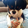 Sybel a rejoint le concours — aidez-le/la à gagner de superbes lots ! puppy, dog, toy, rope, towel, indoor, closeup, pet, cute, animal, black, white, brown, fur, paw, playing, resting, cozy, soft, focused