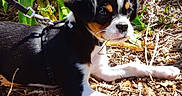 Sybel participe au concours pour gagner de l'argent avec cette photo : puppy, dog, leash, harness, outdoor, plants, greenery, wood_chips, sunlight, pet, animal, young_dog, laying_down, close_up, nature, black_fur, white_fur, brown_fur, garden, daylight