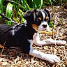 puppy, dog, leash, harness, outdoor, plants, greenery, wood_chips, sunlight, pet, animal, young_dog, laying_down, close_up, nature, black_fur, white_fur, brown_fur, garden, daylight