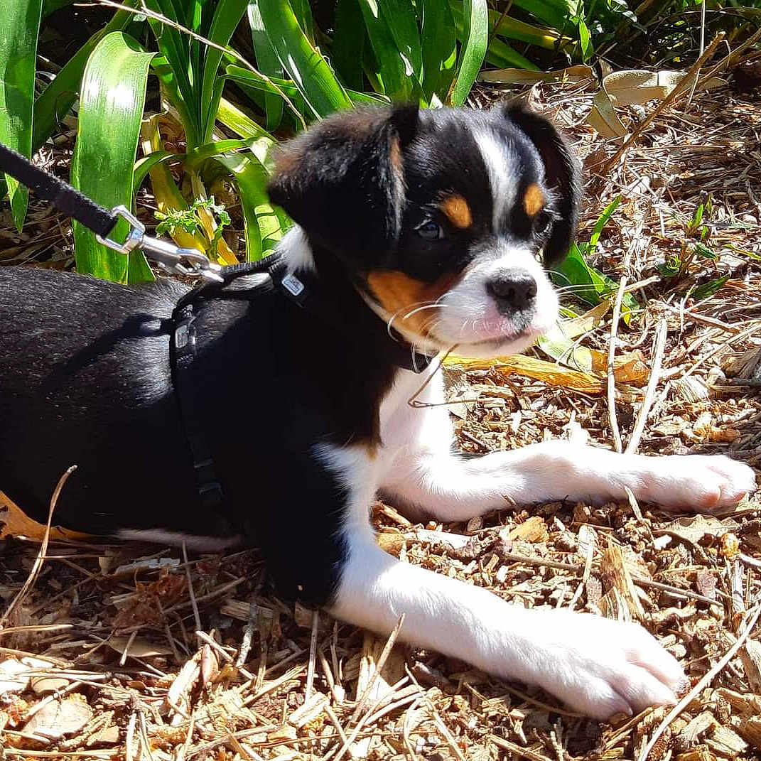 Sybel participe au concours pour gagner de l'argent avec cette photo : puppy, dog, leash, harness, outdoor, plants, greenery, wood_chips, sunlight, pet, animal, young_dog, laying_down, close_up, nature, black_fur, white_fur, brown_fur, garden, daylight