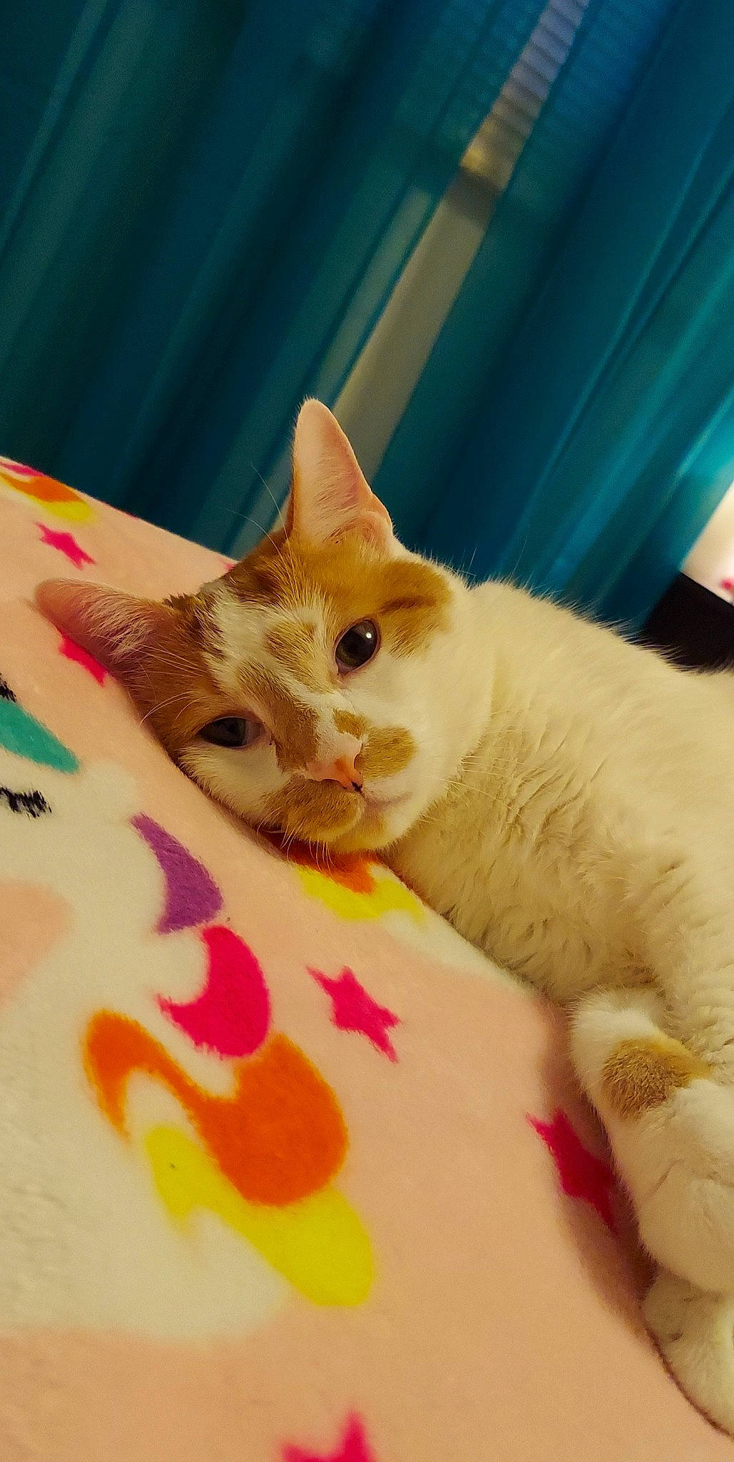 Finnigan joined the competition — help win amazing prizes! carnivore, cat, cat_supply, claw, comfort, domestic_short_haired_cat, fawn, felidae, fur, linens, pattern, paw, pet_supply, small_to_medium_sized_cats, snout, tail, whiskers