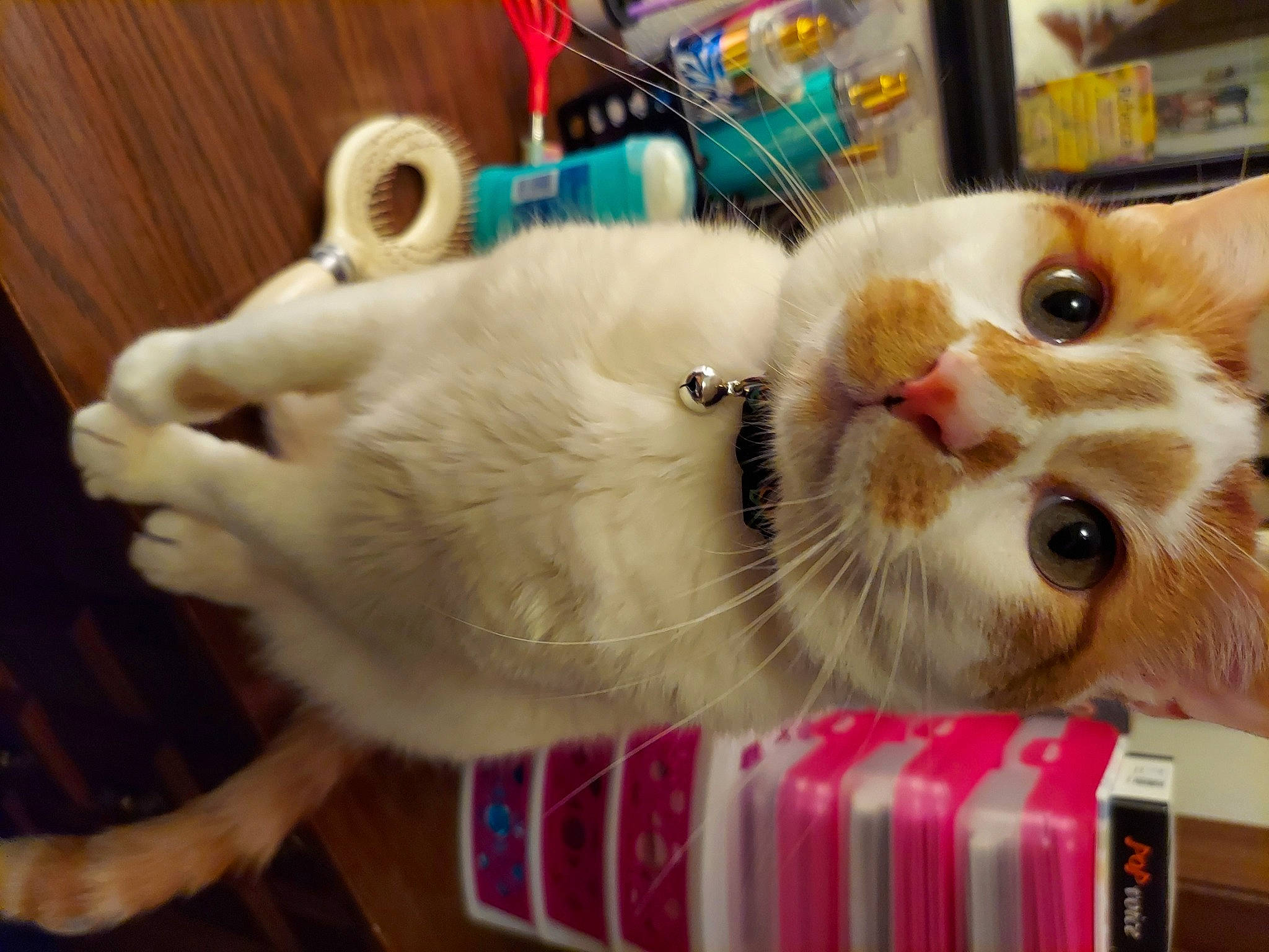 Finnigan joined the competition — help win amazing prizes! animal_shelter, bookcase, cardboard, carnivore, cat, cat_supply, collar, domestic_short_haired_cat, fawn, felidae, fur, hardwood, paw, pet_supply, publication, small_to_medium_sized_cats, snout, tail, whiskers, wood