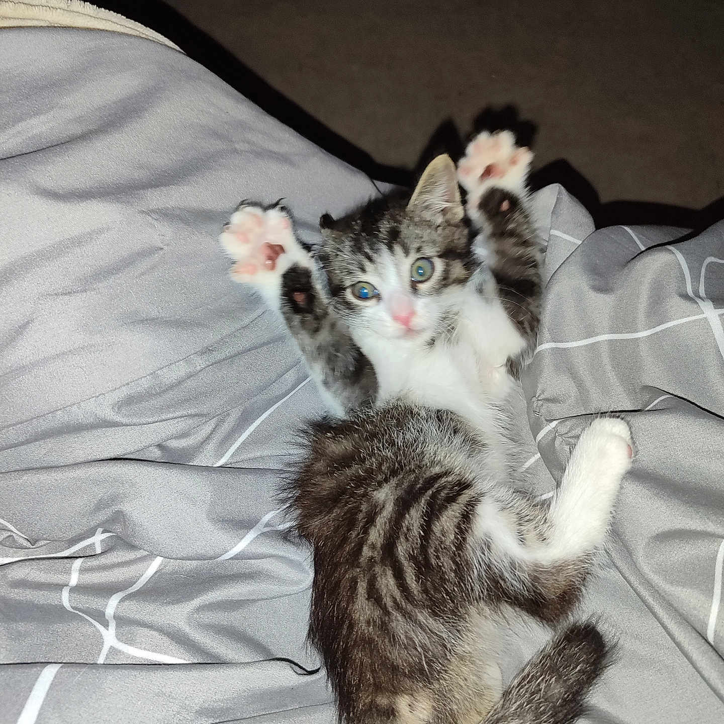 Rio a rejoint le concours — aidez-le/la à gagner de superbes lots ! kitten, cat, playful, paws, gray_blanket, striped_fur, white_fur, indoor, pet, cute, young_animal, fur, whiskers, tail, relaxed, animal, bed, cozy, curious, small