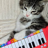 Rio a rejoint le concours — aidez-le/la à gagner de superbes lots ! kitten, cat, toy_piano, paws, couch, beige, striped_fur, sleepy, pet, indoor, close_up, cute, small, feline, relaxed, colorful, music_toy, playful, white, black
