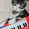 kitten, cat, toy_piano, paws, couch, beige, striped_fur, sleepy, pet, indoor, close_up, cute, small, feline, relaxed, colorful, music_toy, playful, white, black