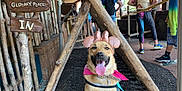 Gemini is registered to the contest to win money with this photo: animal, backpack, casual_clothing, daytime, dog, footwear, happy, leash, mouse_ears, outdoor, people, pet, pink_bandana, rustic, sign, smiling, teepee, tongue_out, wood, wooden_structure
