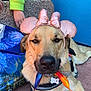 Gemini joined the competition — help win amazing prizes! dog, animal, pet, canine, costume, headwear, bandana, leash, collar, outdoor, child_hand, bag, castle_image, fireworks_image, resting, brown_fur, ears, face, closeup, cute