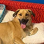 Gemini joined the competition — help win amazing prizes! dog, tan_dog, tongue_out, pillow, red_couch, blue_wall, indoor, pet, relaxed, lying_down, canine, smiling_dog, comfort, resting, furniture, home, domestic_animal, cute, friendly, animal