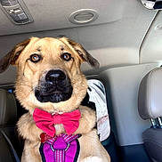 Gemini is registered to the contest to win money with this photo: dog, bow_tie, purple_harness, car_interior, seat, headrest, pet, animal, alert, sitting, close_up, brown_fur, black_nose, ears, window, seatbelt, leather_seat, daylight, portrait, canine