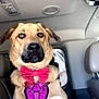 dog, bow_tie, purple_harness, car_interior, seat, headrest, pet, animal, alert, sitting, close_up, brown_fur, black_nose, ears, window, seatbelt, leather_seat, daylight, portrait, canine