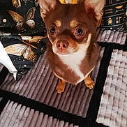 Taho participe au concours pour gagner de l'argent avec cette photo : animal, blanket, brown, butterfly_pattern, chihuahua, companion, cozy, curious, cushion, cute, dog, fur, home, indoor, looking_up, pet, portrait, small_dog, tan, texture