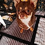 animal, blanket, brown, butterfly_pattern, chihuahua, companion, cozy, curious, cushion, cute, dog, fur, home, indoor, looking_up, pet, portrait, small_dog, tan, texture