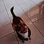 animal, brown_dog, canine, companion, cute, dog, domestic_animal, friendly, fur, happy_dog, house, indoor, looking_up, pet, playful, small_dog, smiling, tail_up, tile_floor, white_fur