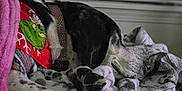 Mattie is registered to the contest to win money with this photo: dog, sleeping, blanket, bed, indoor, pet, cozy, grinch, bandana, black_and_white, paw, fur, resting, soft, textile, comfort, domestic, relaxation, animal, closeup