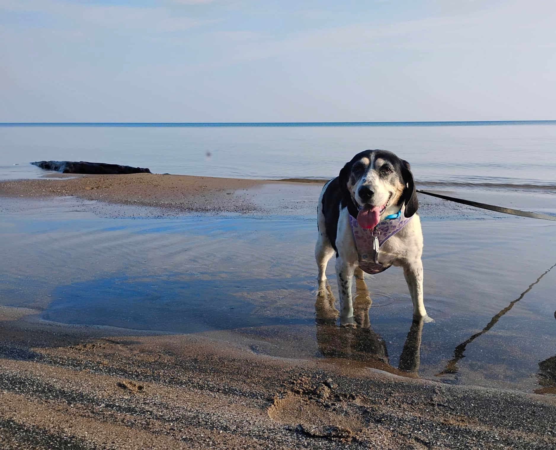 Mattie joined the competition — help win amazing prizes! dog, beach, water, sea, sky, sand, leash, happy, tongue_out, pet, outdoor, reflection, nature, calm, summer, animal, canine, daytime, shore, playful