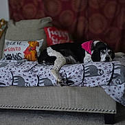 Mattie joined the competition — help win amazing prizes! dog, bed, blanket, pillow, indoor, resting, sleeping, black_and_white, bandana, decor, carpet, furniture, pattern, cozy, pet, animal, home, relaxation, cute, napping