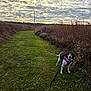 Mattie joined the competition — help win amazing prizes! dog, black_and_white, harness, grass, path, field, cloudy_sky, nature, outdoor, leash, dry_grass, sky, scenery, animal, pet, walking, daytime, curious, landscape, rural