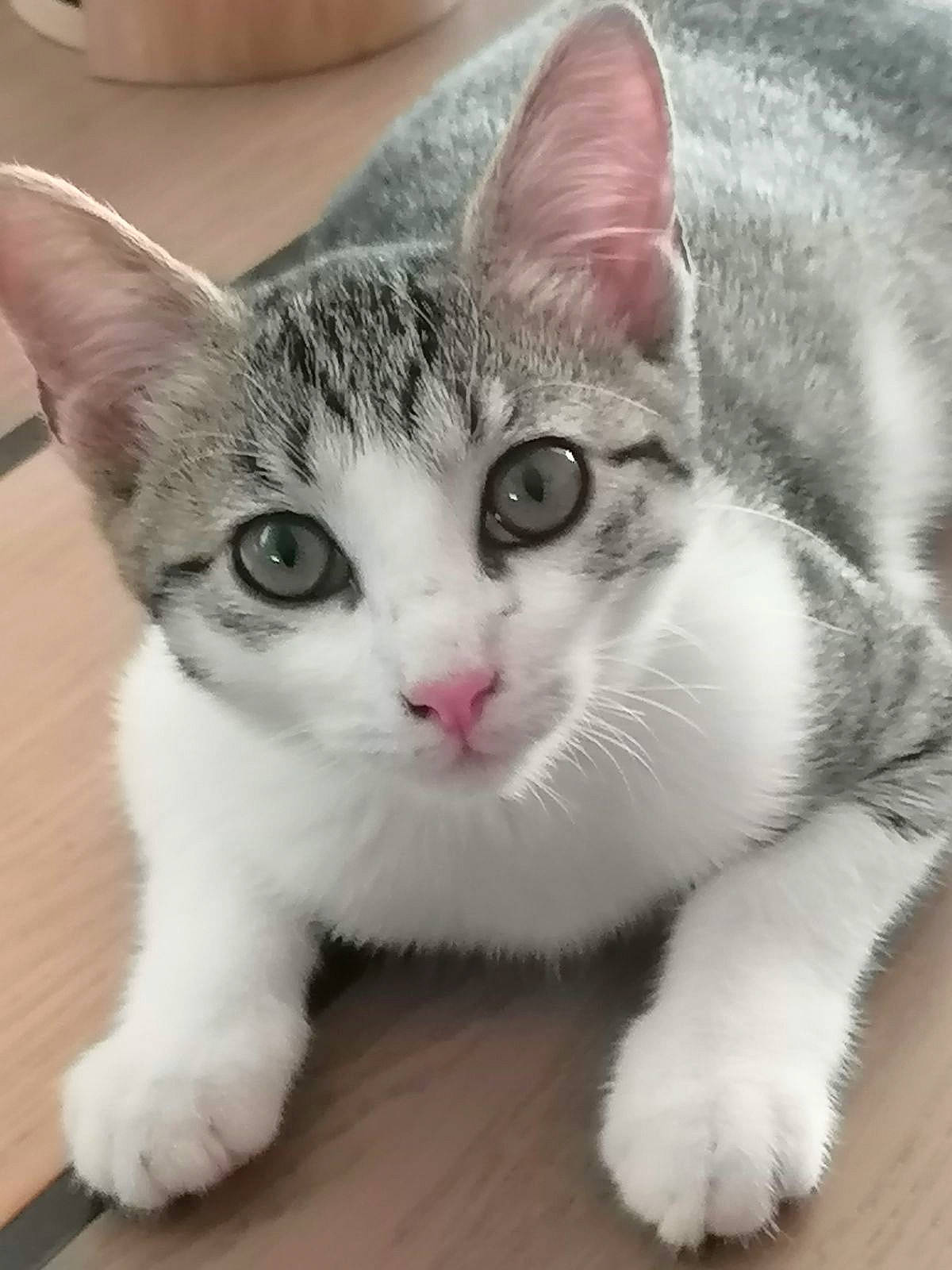 Choupi a rejoint le concours — aidez-le/la à gagner de superbes lots ! carnivore, cat, claw, domestic_short_haired_cat, felidae, fur, paw, photo_caption, small_to_medium_sized_cats, snout, tail, whiskers