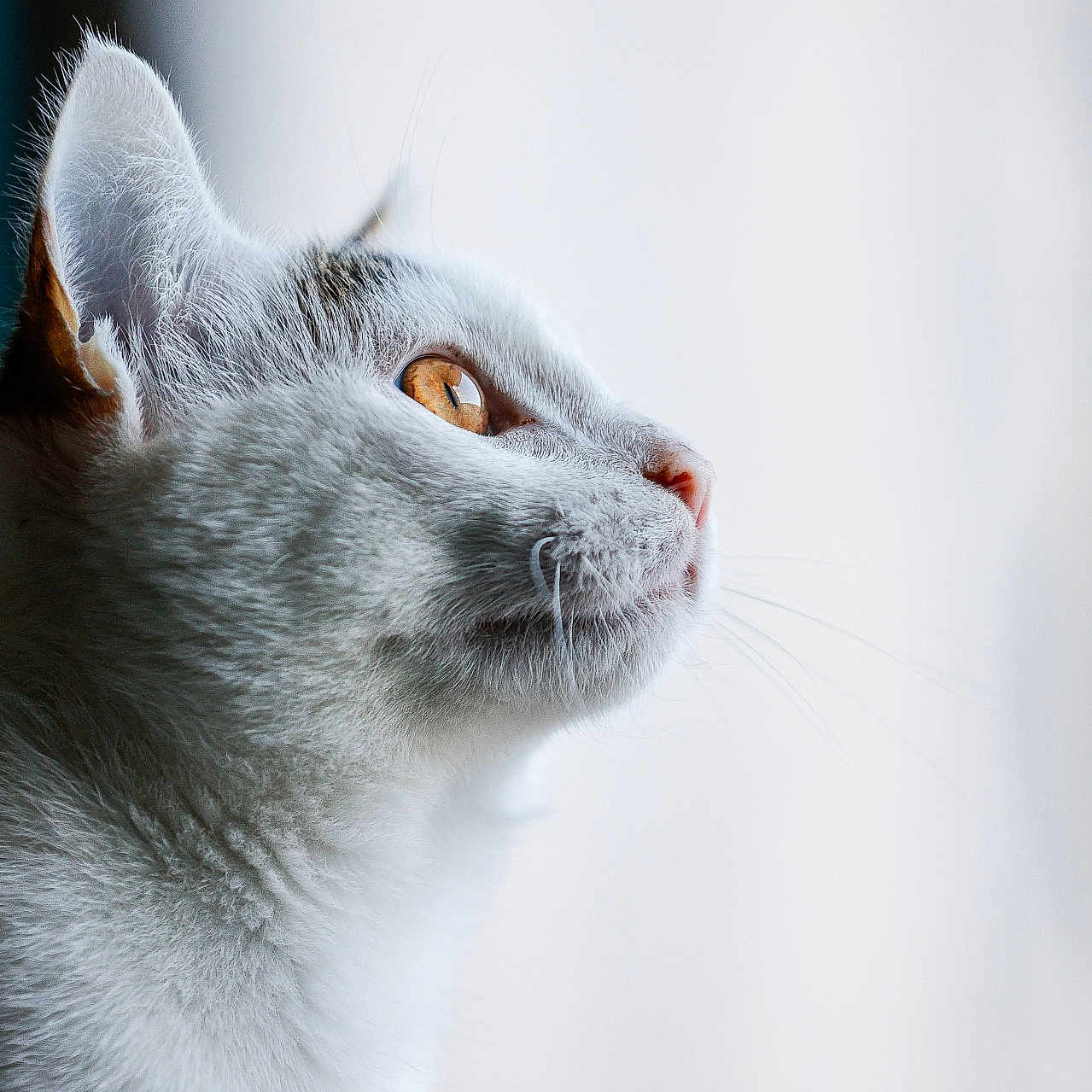 Aiko participe au concours pour gagner de l'argent avec cette photo : amber_eyes, animal, cat, close_up, curious, cute, detail, domestic_animal, feline, fur, indoor, peaceful, pet, portrait, profile, side_view, soft_light, whiskers, white_cat, window_light
