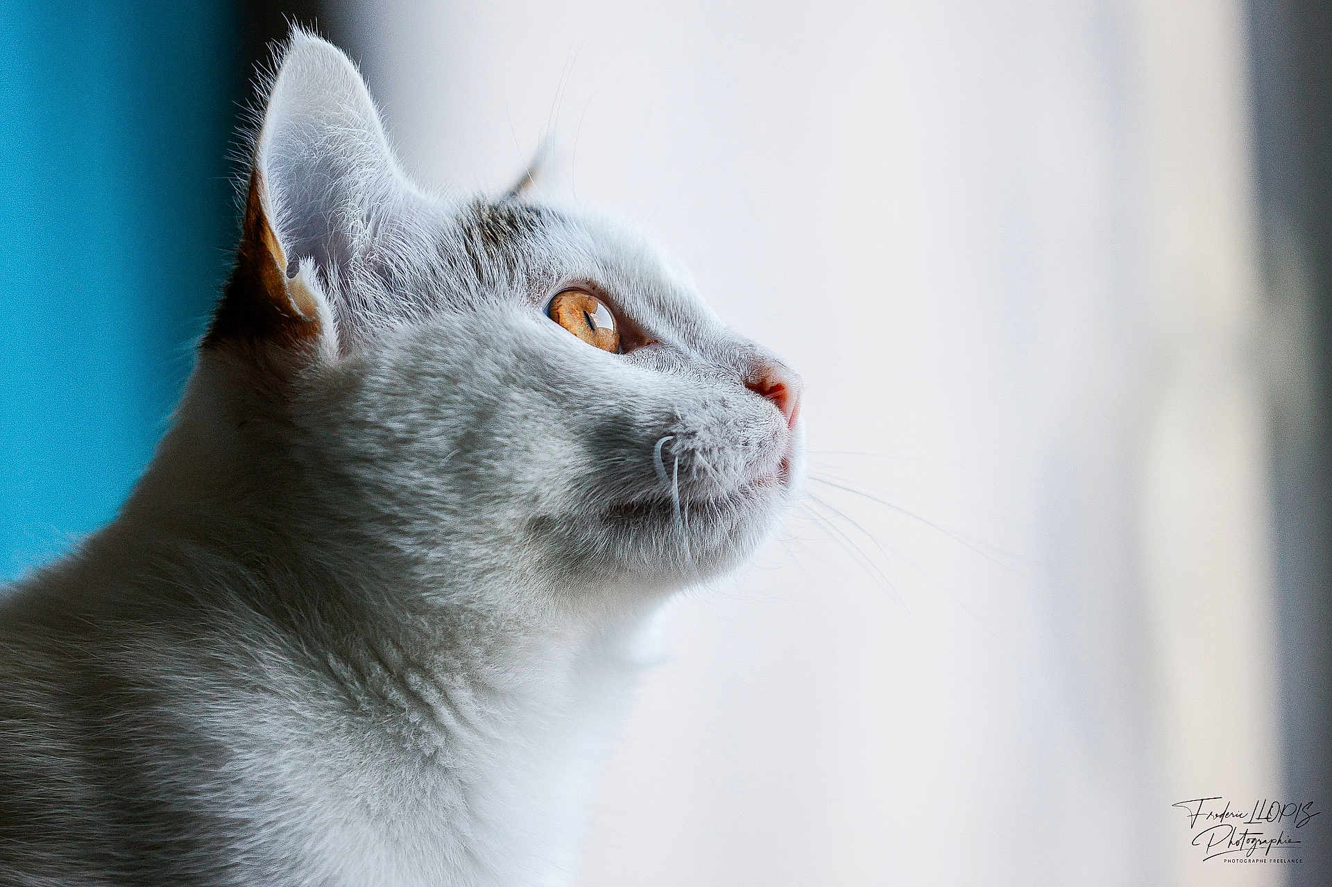 Aiko participe au concours pour gagner de l'argent avec cette photo : cat, white_cat, close_up, profile, amber_eyes, whiskers, fur, pet, animal, indoor, window_light, soft_light, portrait, feline, cute, domestic_animal, side_view, curious, peaceful, detail