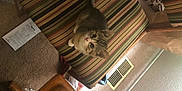 Oscar joined the competition — help win amazing prizes! carnivore, cat, ceiling, fawn, felidae, hardwood, kitten, norwegian_forest_cat, room, small_to_medium_sized_cats, whiskers