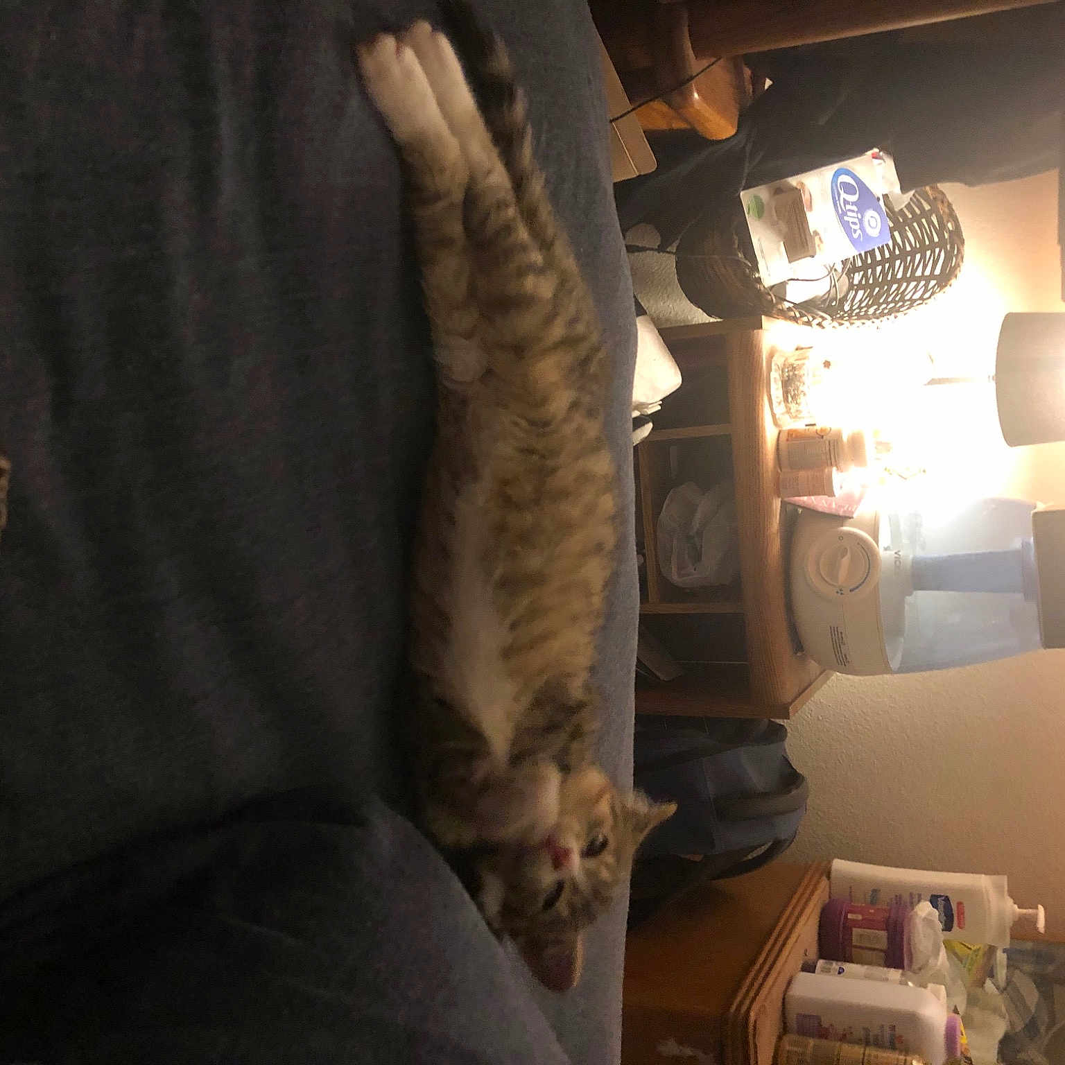 Oscar joined the competition — help win amazing prizes! furniture, house, interior_design, light, living_room, room, sunlight, textile